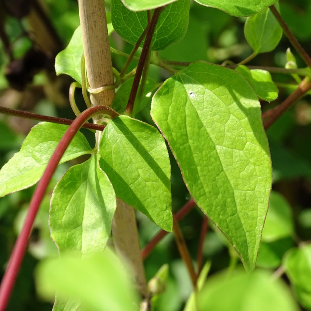 Clematis texensis Princess Kate - Flor de cuero escarlata