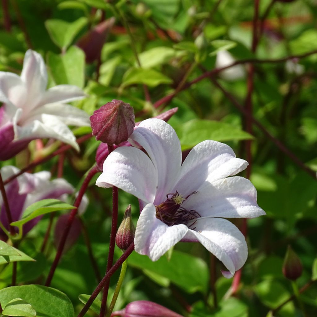 Clematis texensis Princess Kate - Flor de cuero escarlata