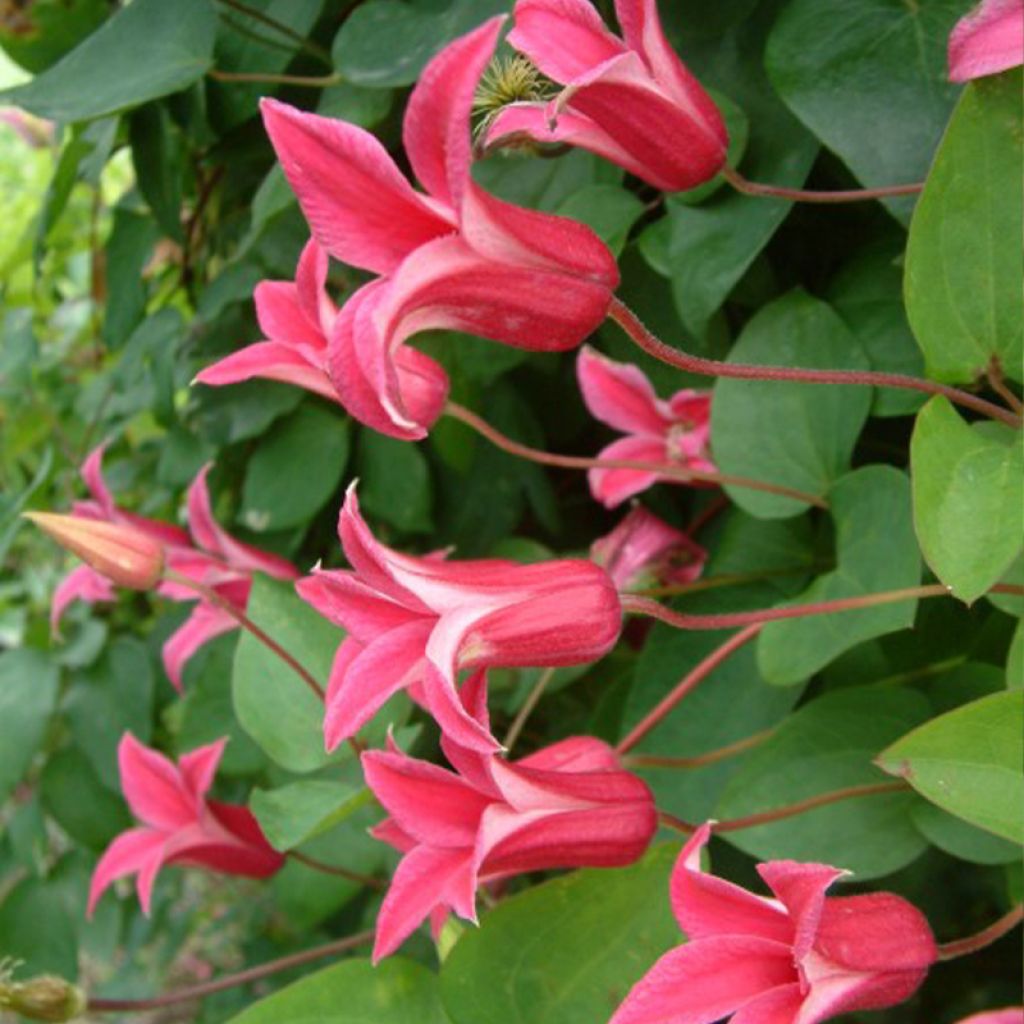 Clematis texensis Princess Diana - Flor de cuero escarlata