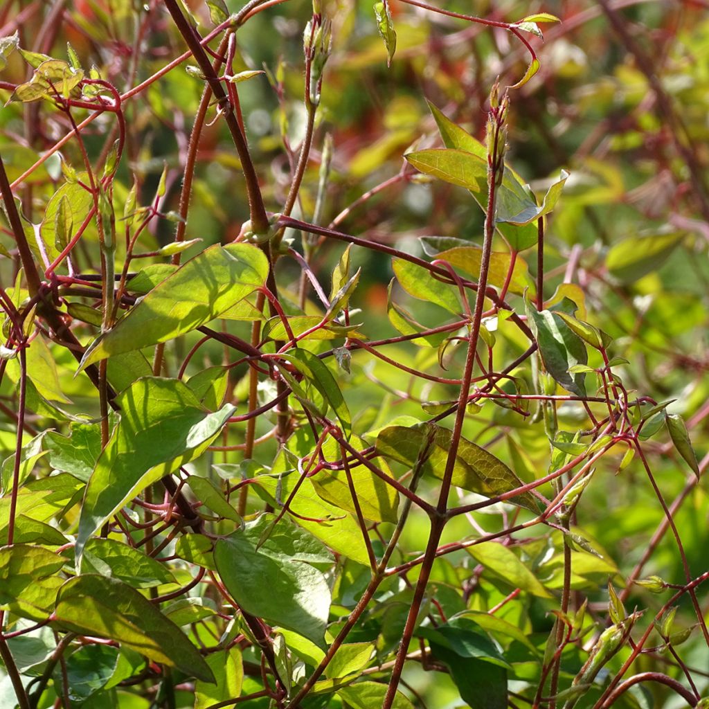 Clematis texensis Princess Diana - Flor de cuero escarlata