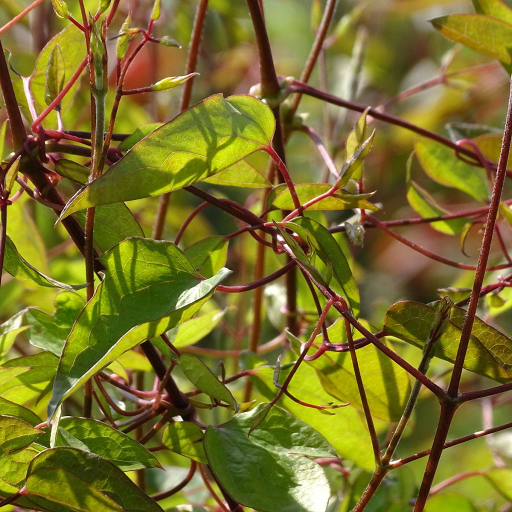 Clematis texensis Princess Diana - Flor de cuero escarlata