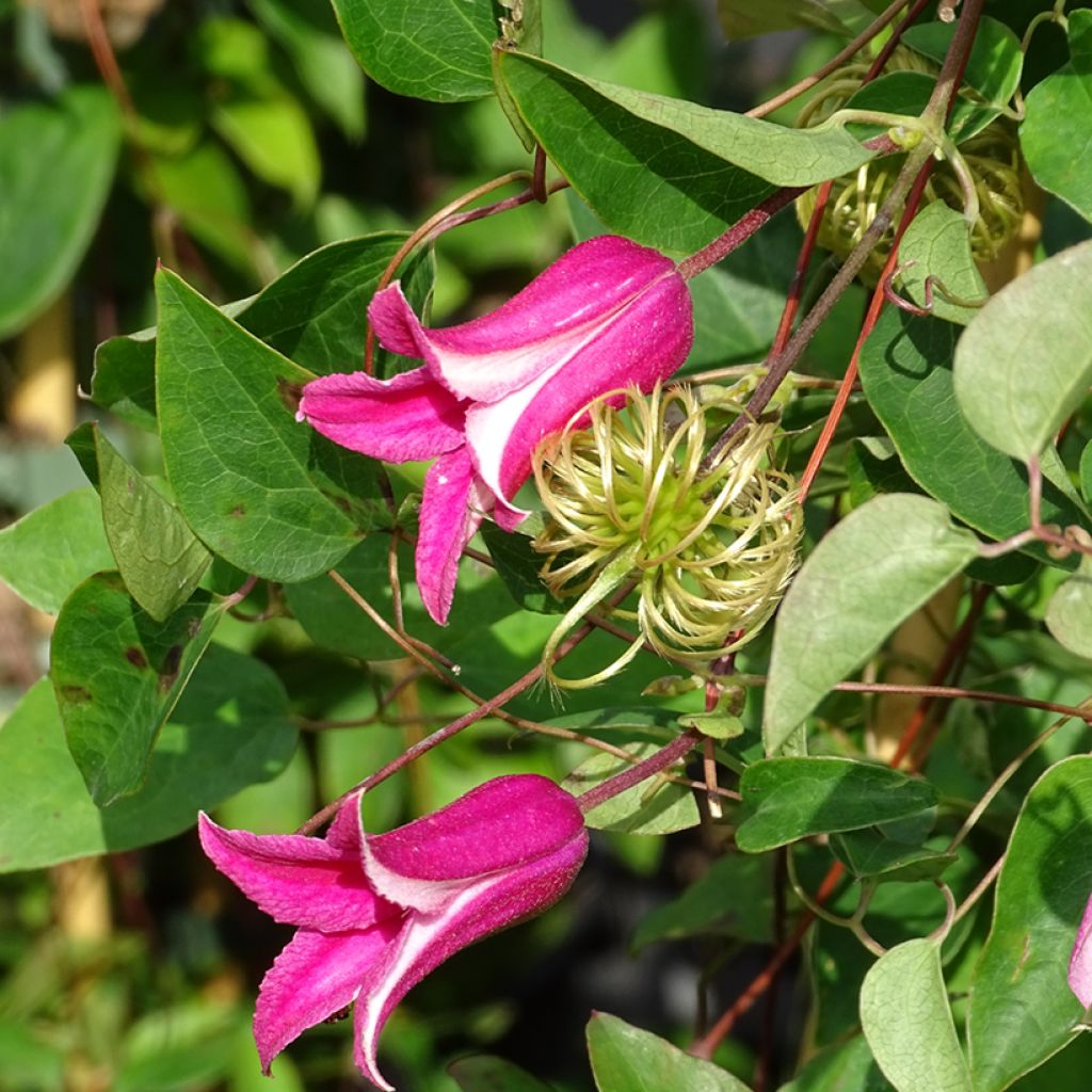 Clematis texensis Princess Diana - Flor de cuero escarlata