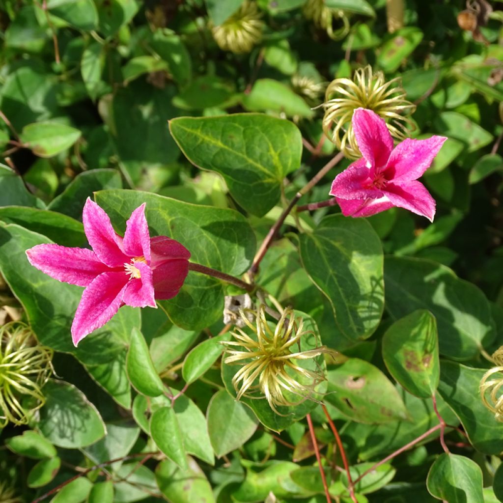 Clematis texensis Princess Diana - Flor de cuero escarlata