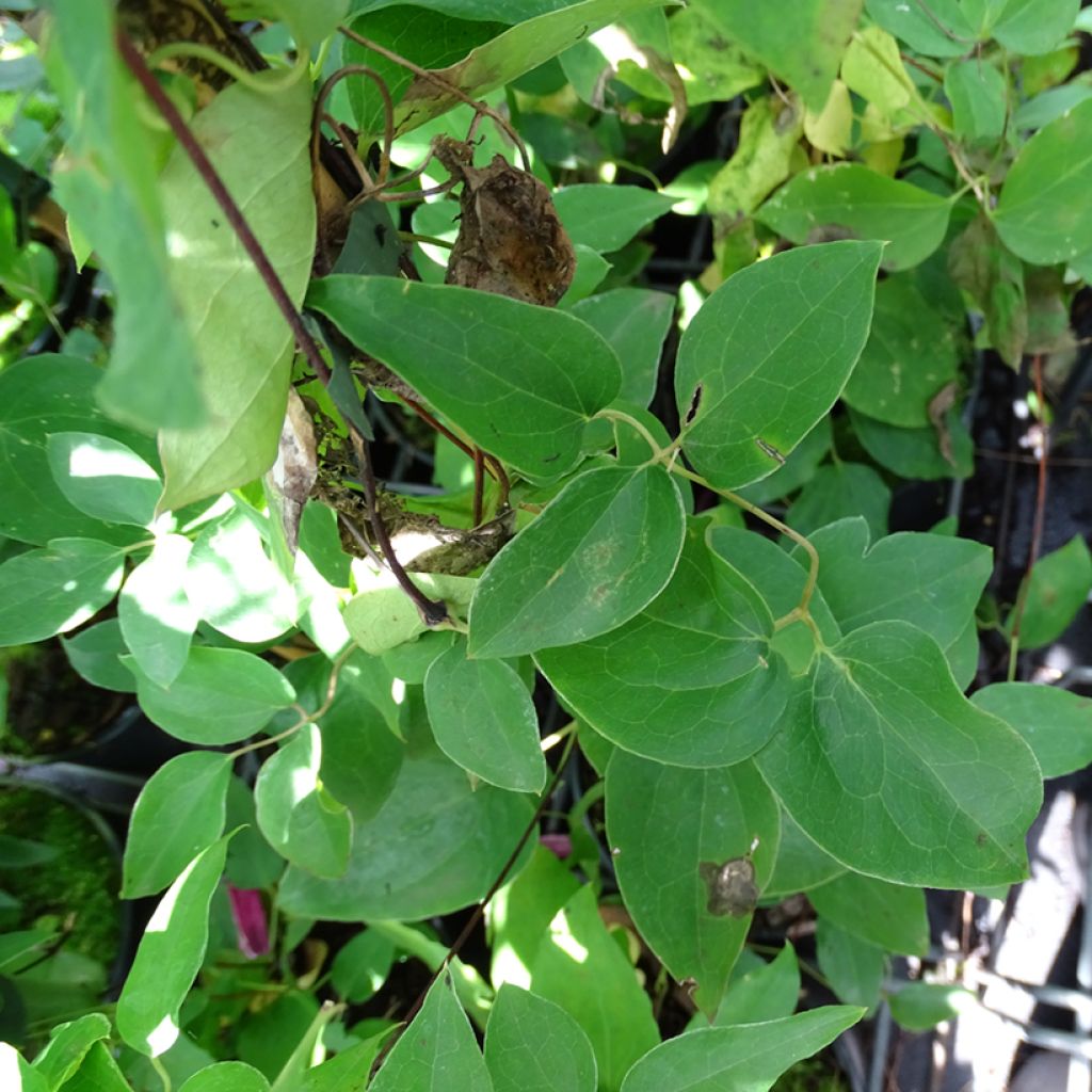 Clematis texensis Princess Diana - Flor de cuero escarlata