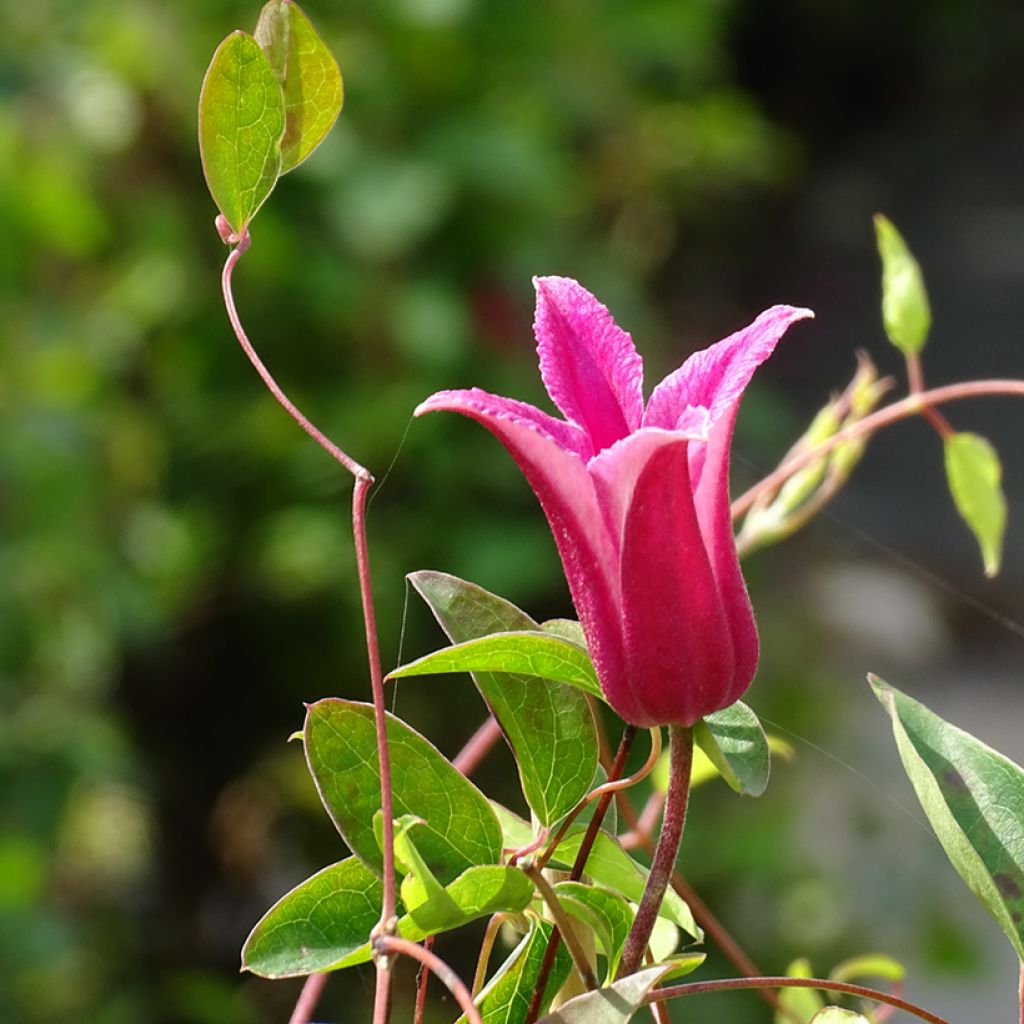 Clematis texensis Princess Diana - Flor de cuero escarlata