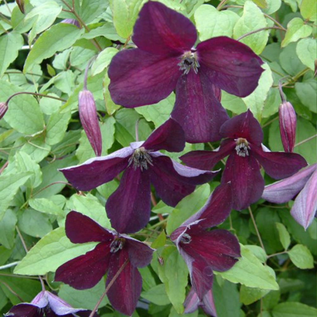 Clematis viticella Black Prince