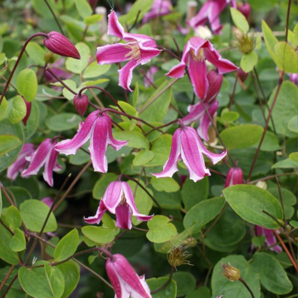 Clématite - Clematis viticella Etoile Rose