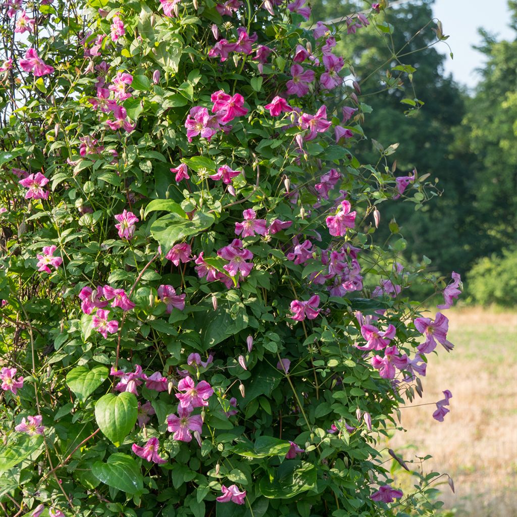 Clématite - Clematis viticella Krakowiak