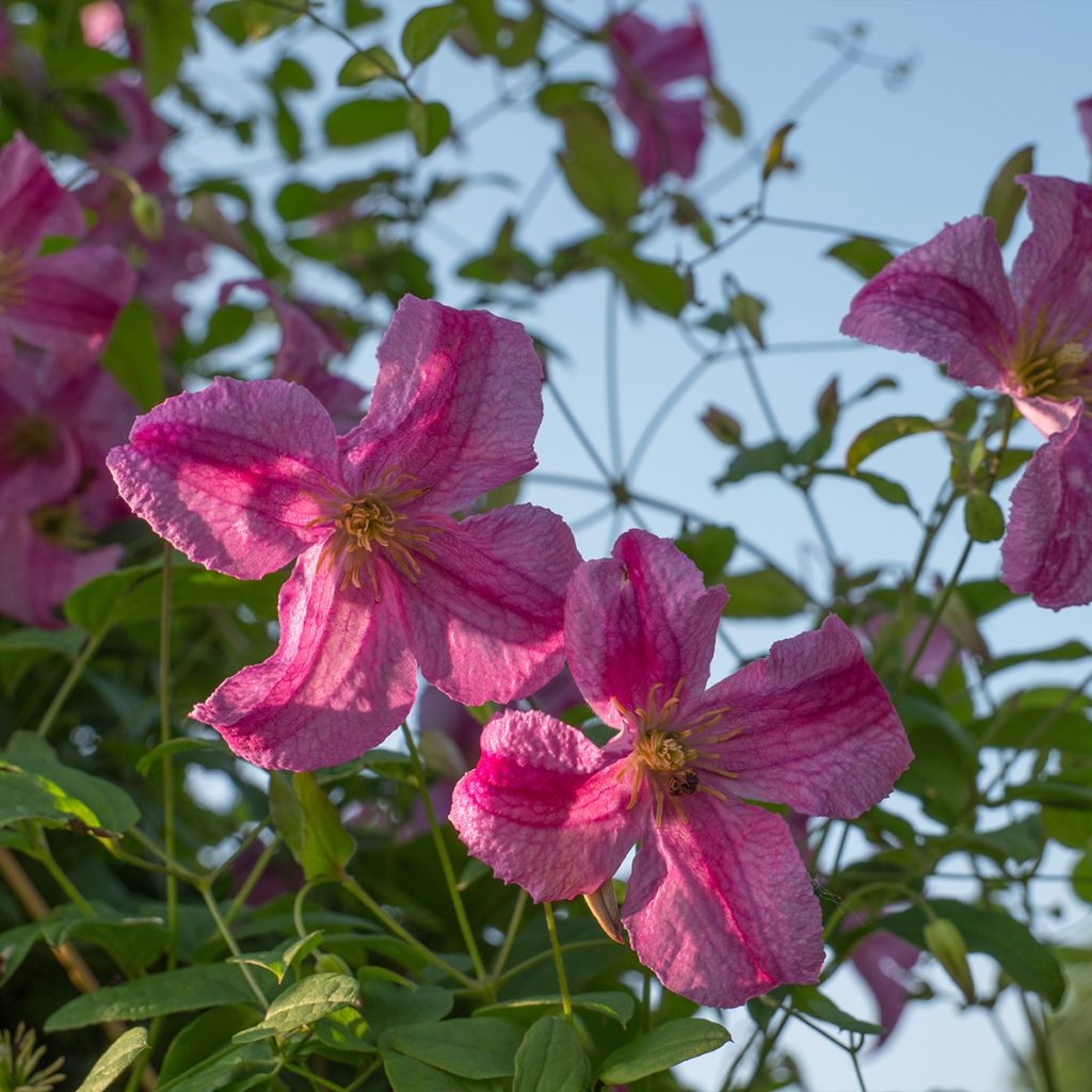 Clématite - Clematis viticella Krakowiak