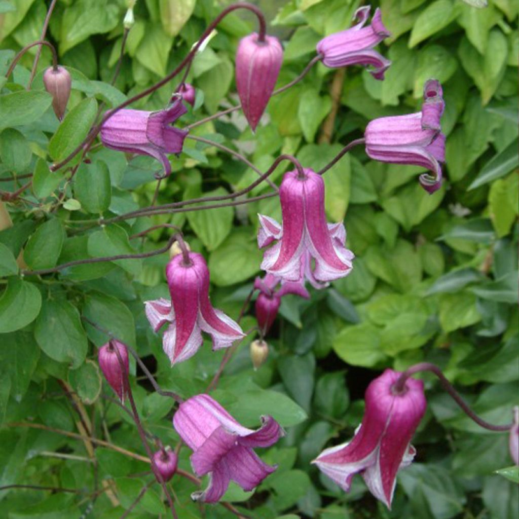 Clematis viticella Queen Mother