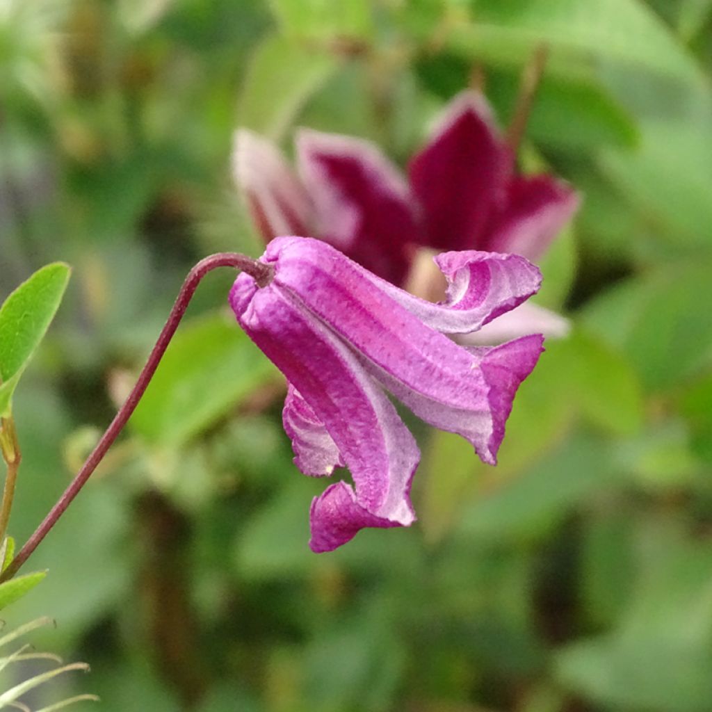 Clematis viticella Queen Mother