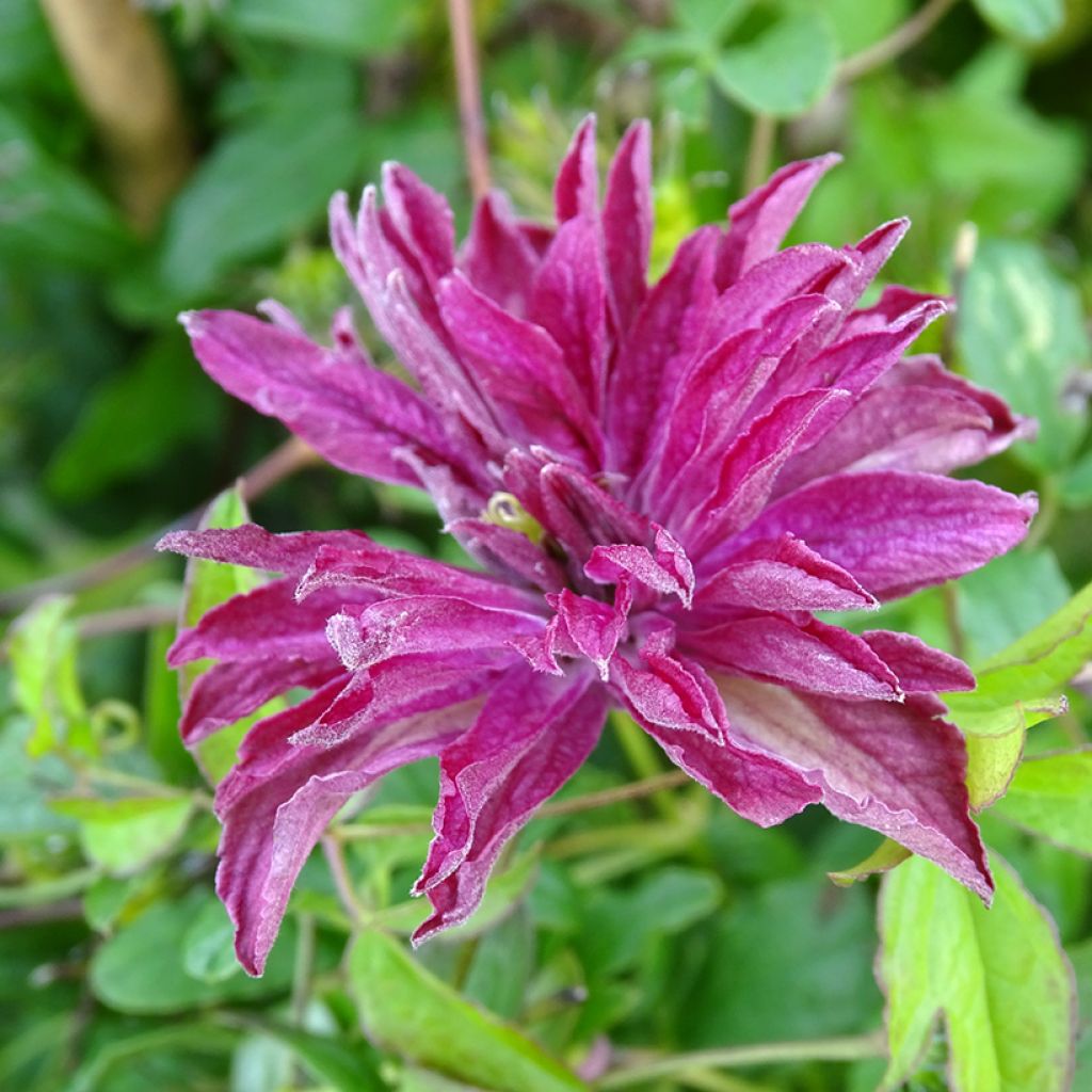 Clematis viticella Rosalyn