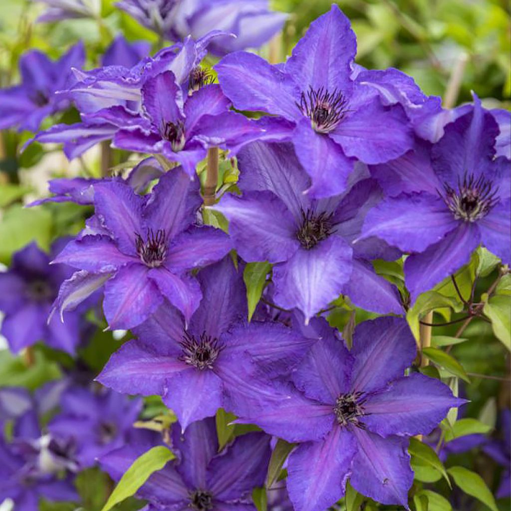 Clematis Viva la Vida