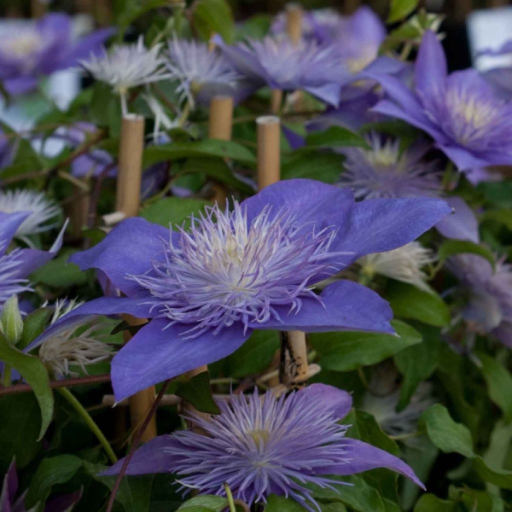 Clematis Crystal Fountain