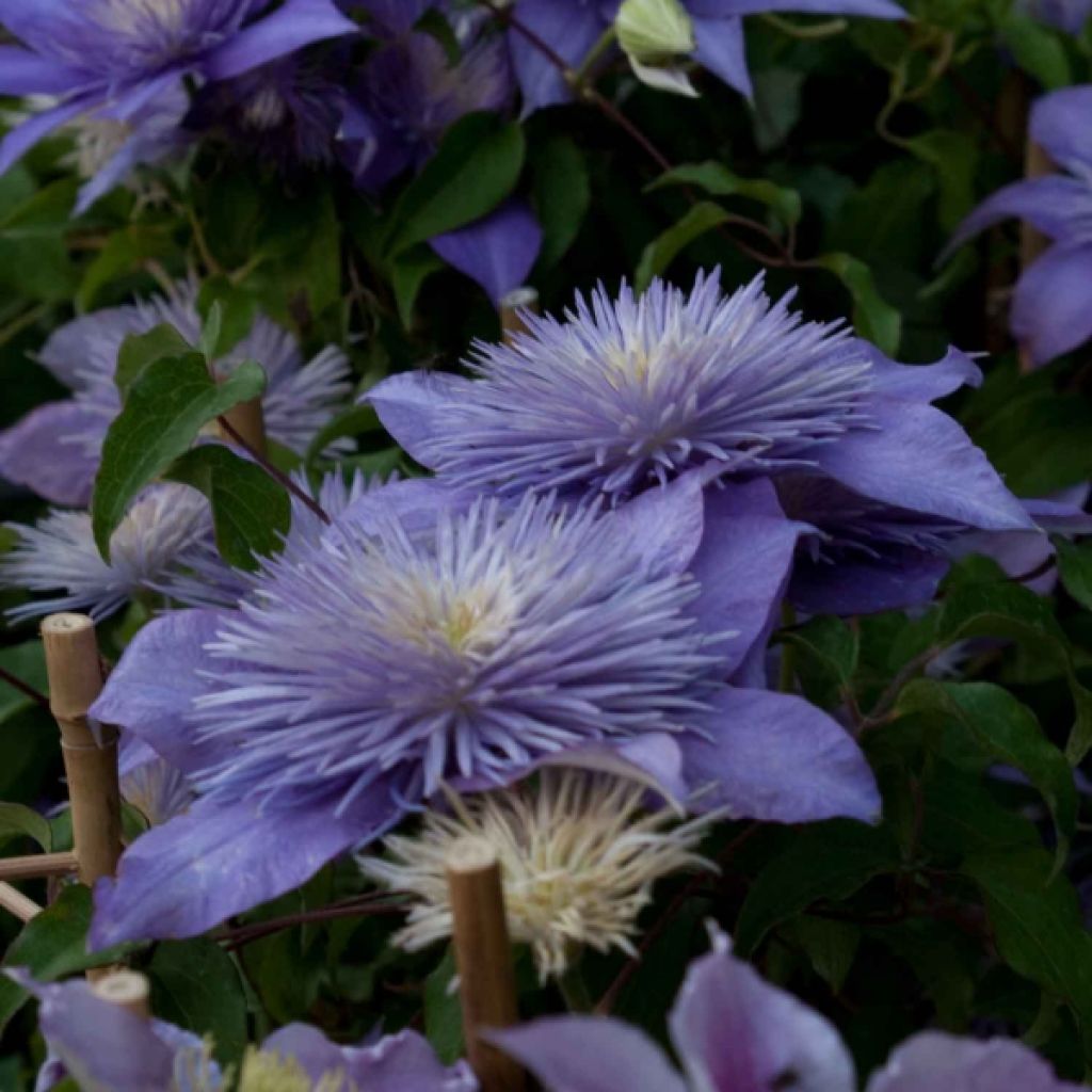 Clematis Crystal Fountain