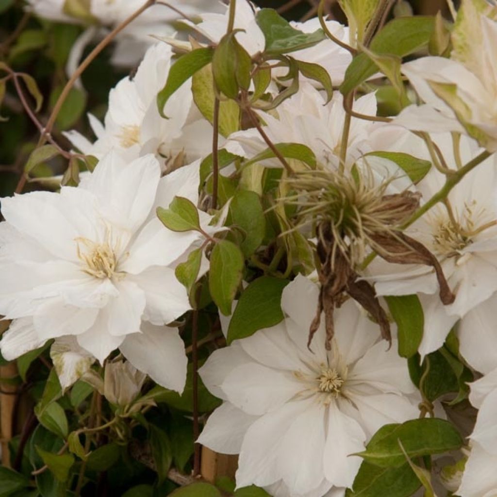 Clematis Dancing Dorien