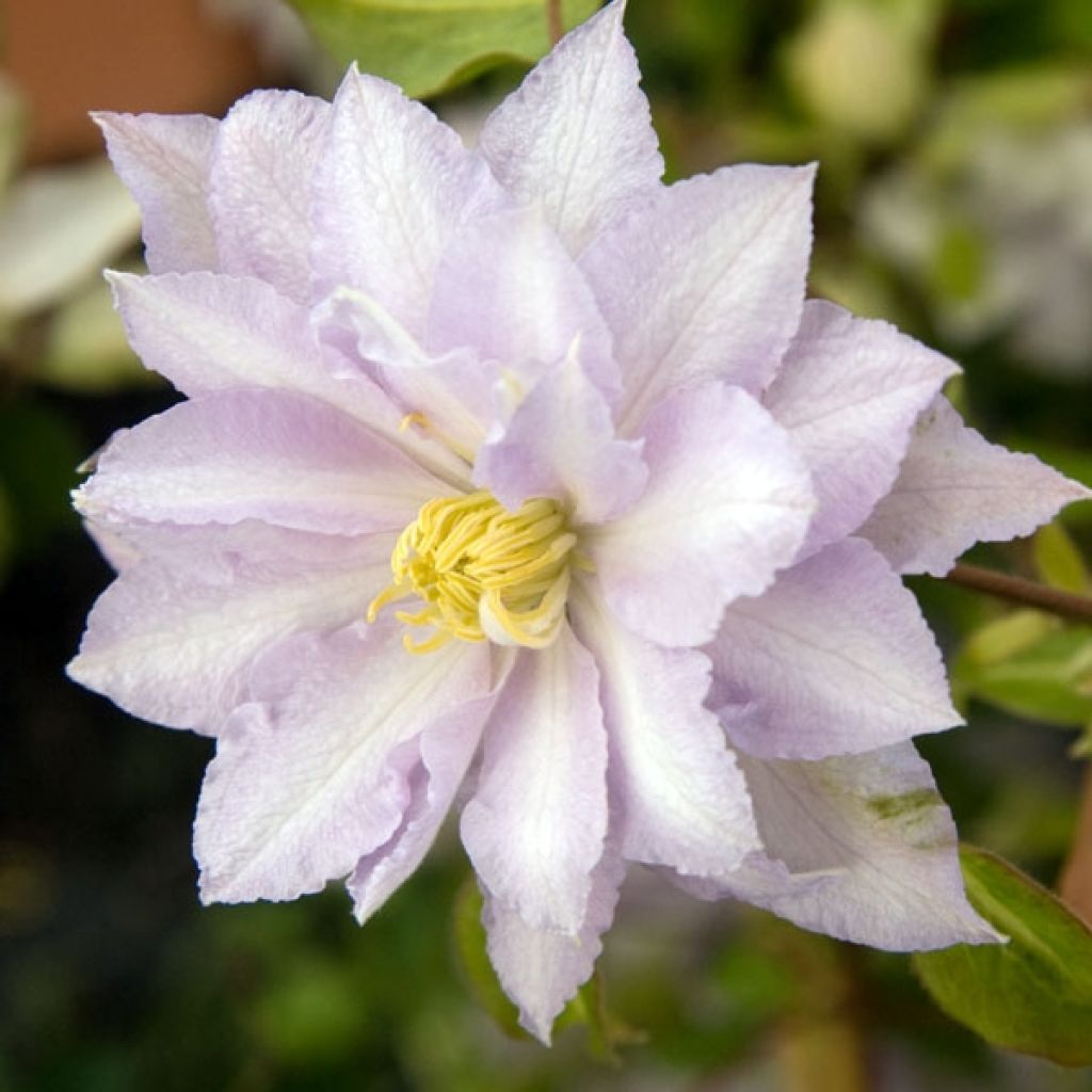 Clematis Dancing King