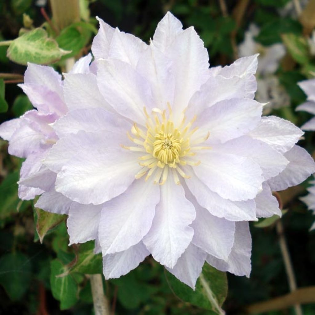 Clematis Dancing King