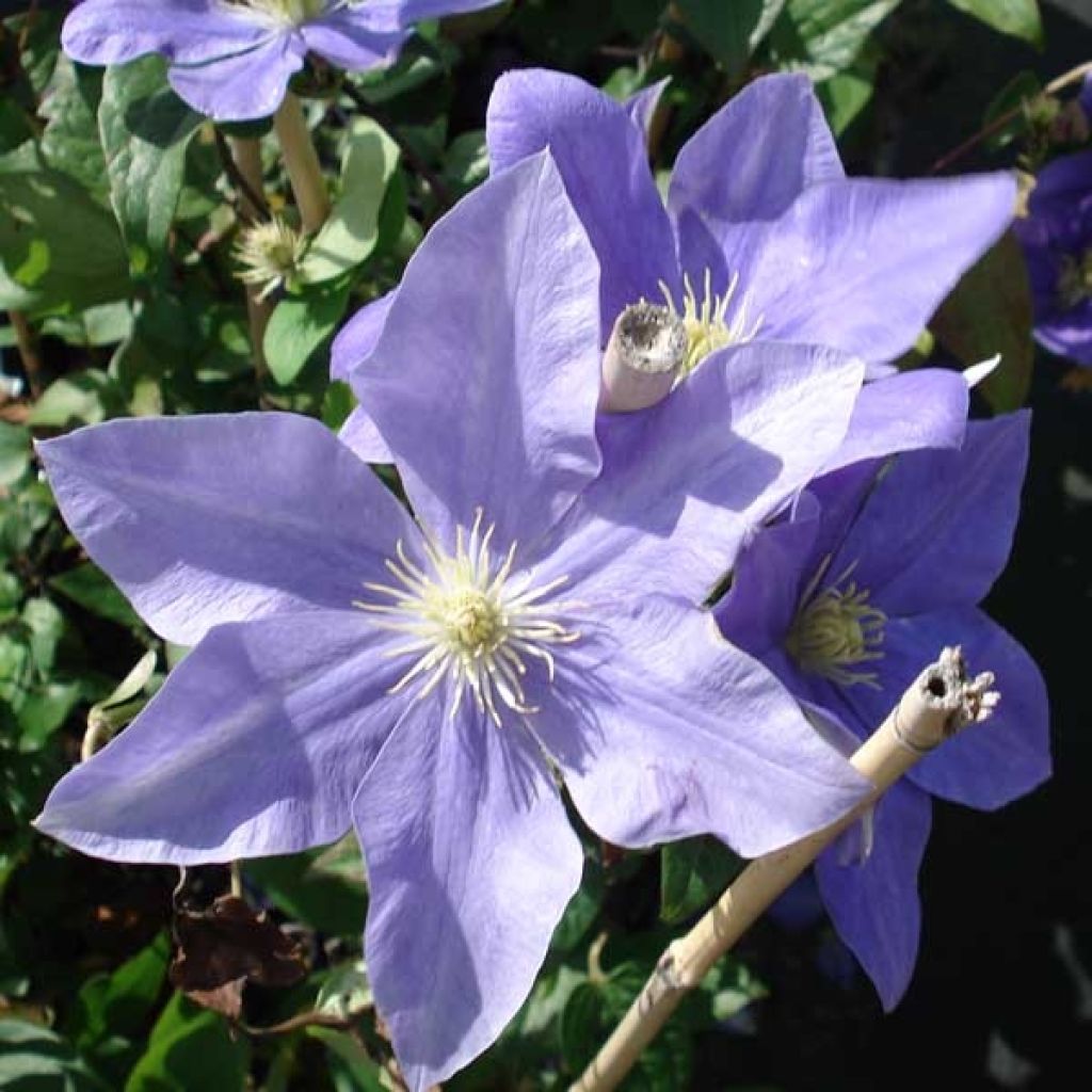 Clematis Fuji Musume