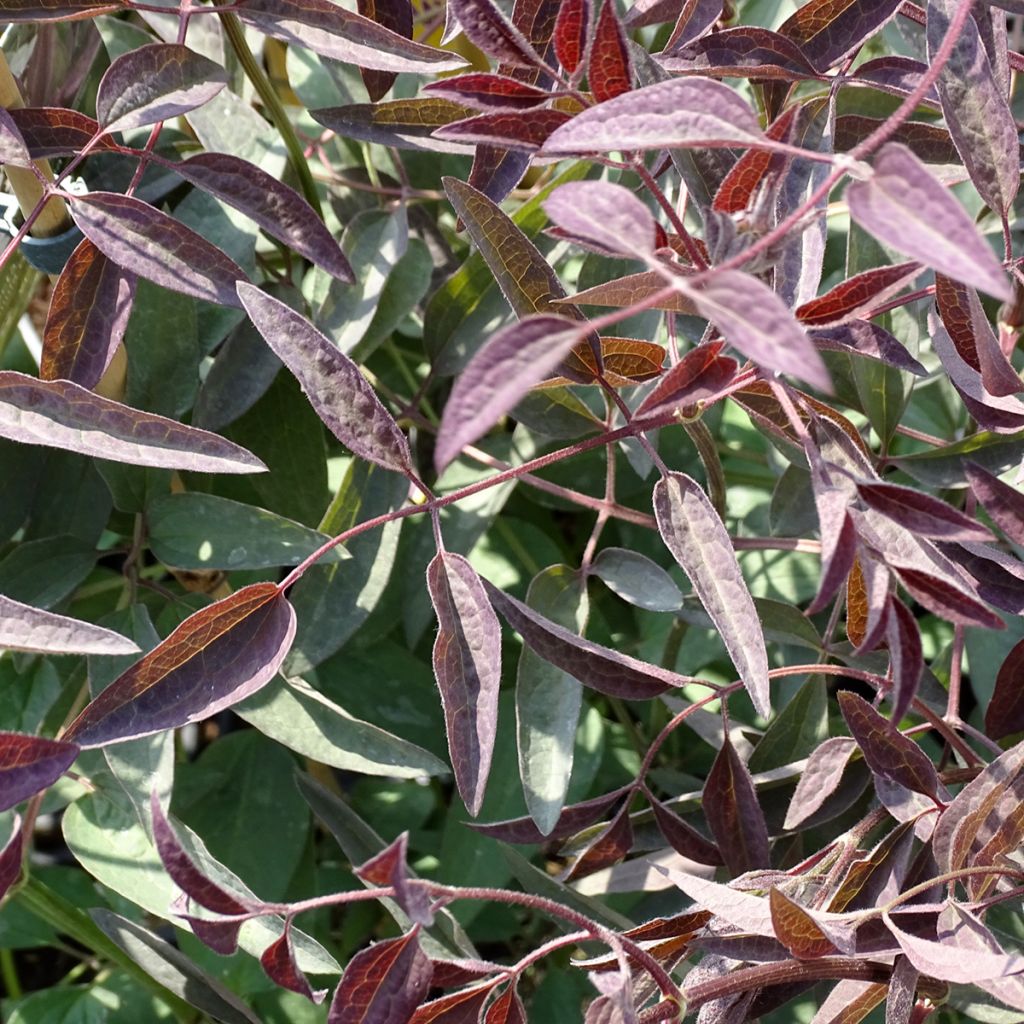 Clematis recta Purpurea