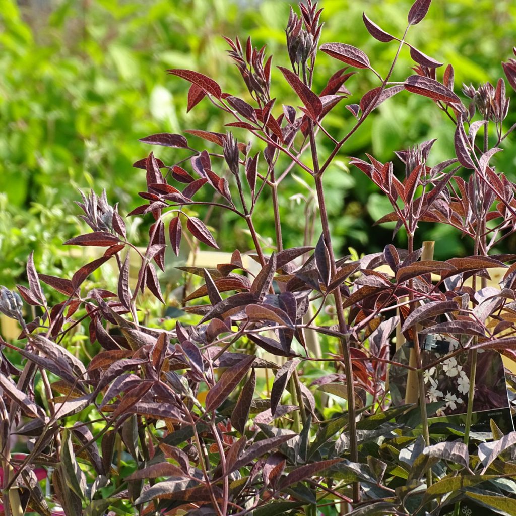 Clematis recta Purpurea