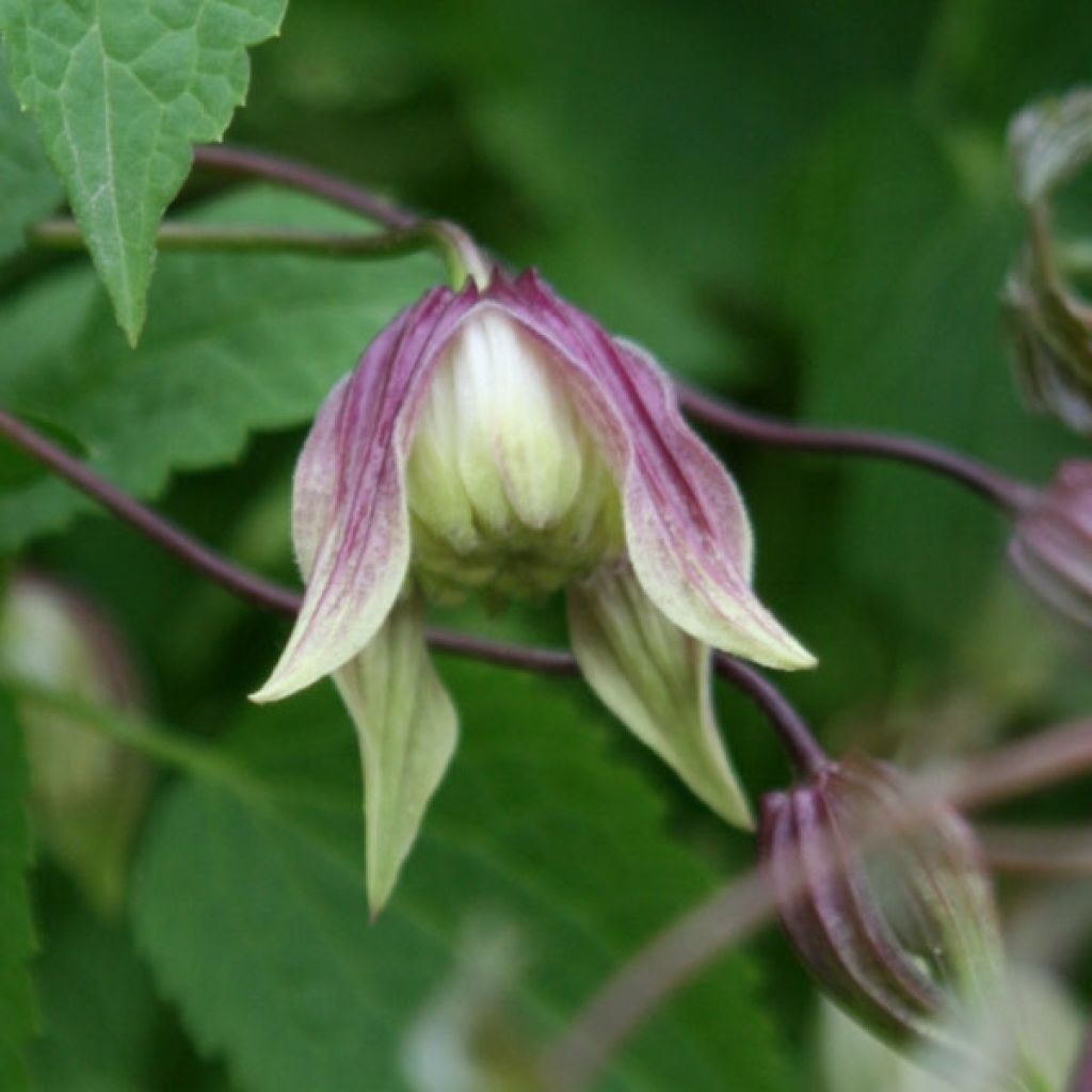 Clematis I am Red Robin