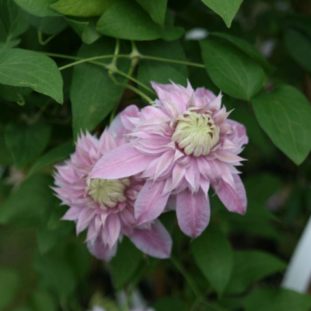 Clematis Joséphine