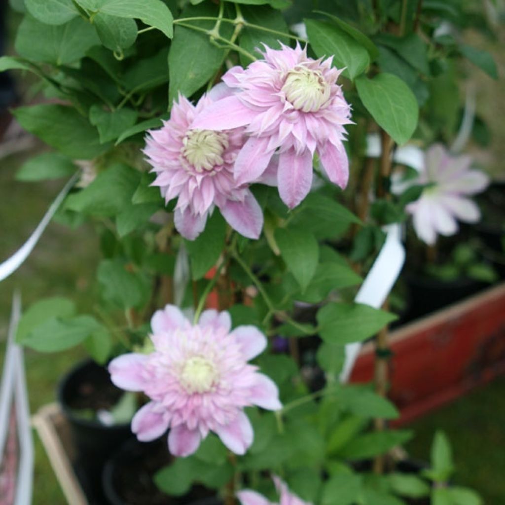 Clematis Joséphine