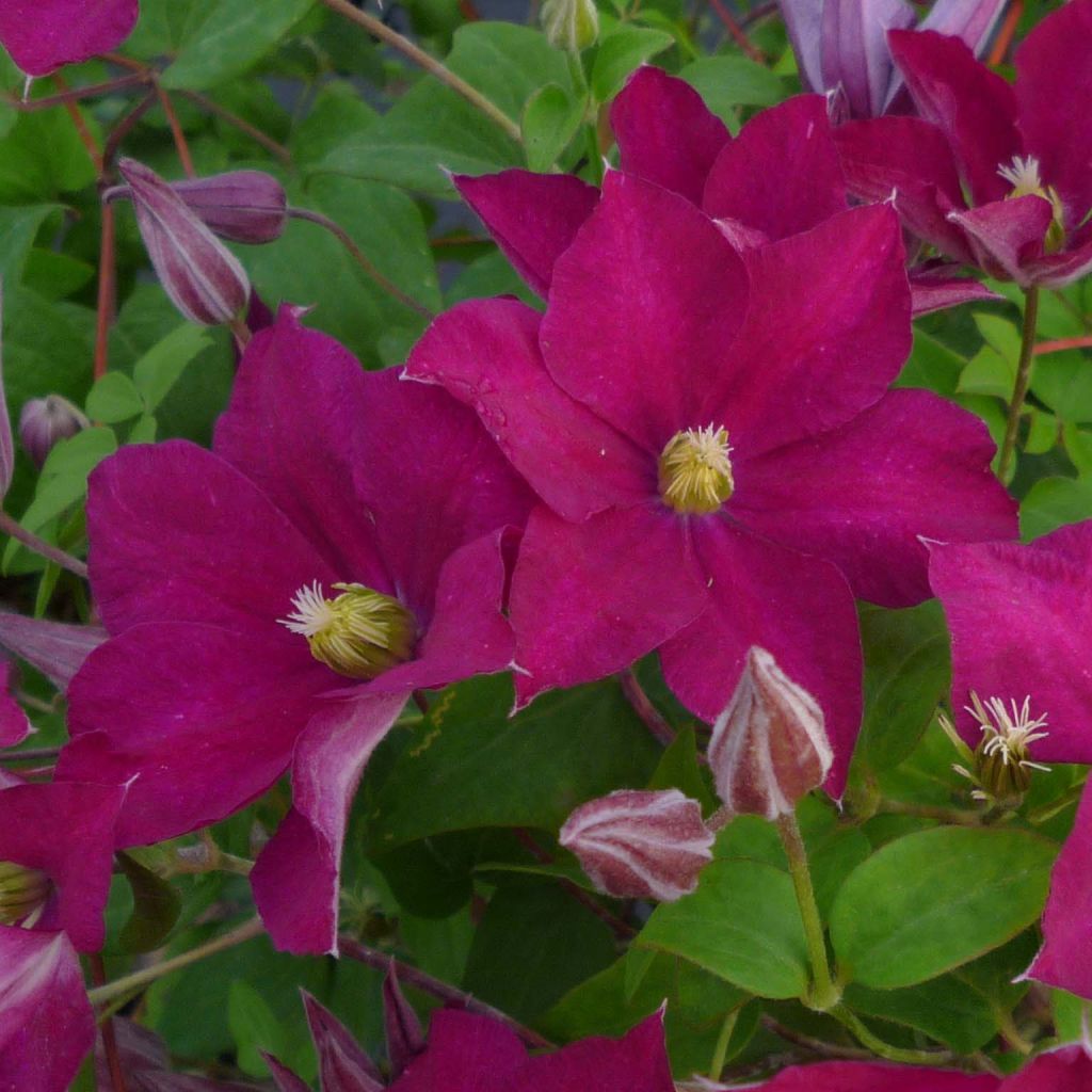 Clematis jackmanii Madame Edouard André