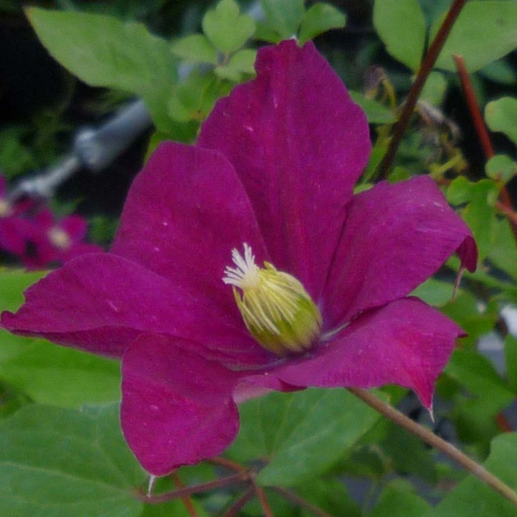 Clematis jackmanii Madame Edouard André