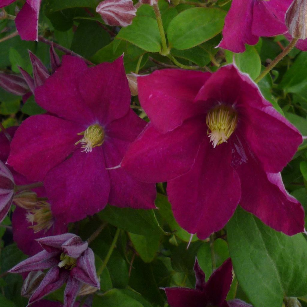 Clematis jackmanii Madame Edouard André