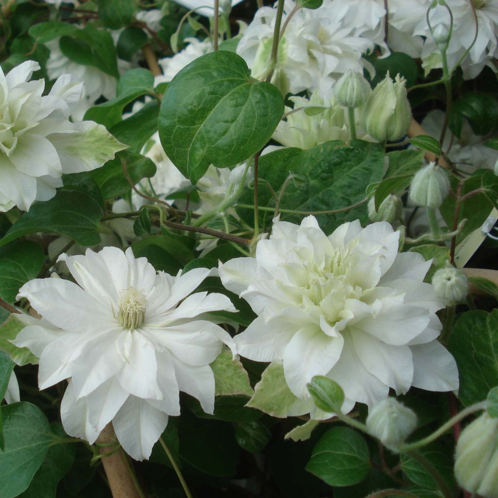 Clematite Maria Skłodowska Curie - Clematis