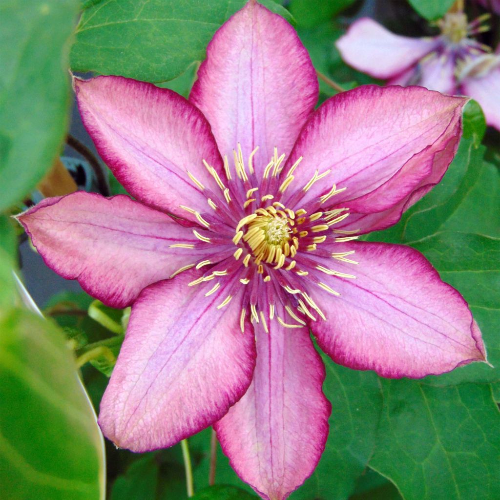 Clematite Paradiso - Clématite à grandes fleurs.