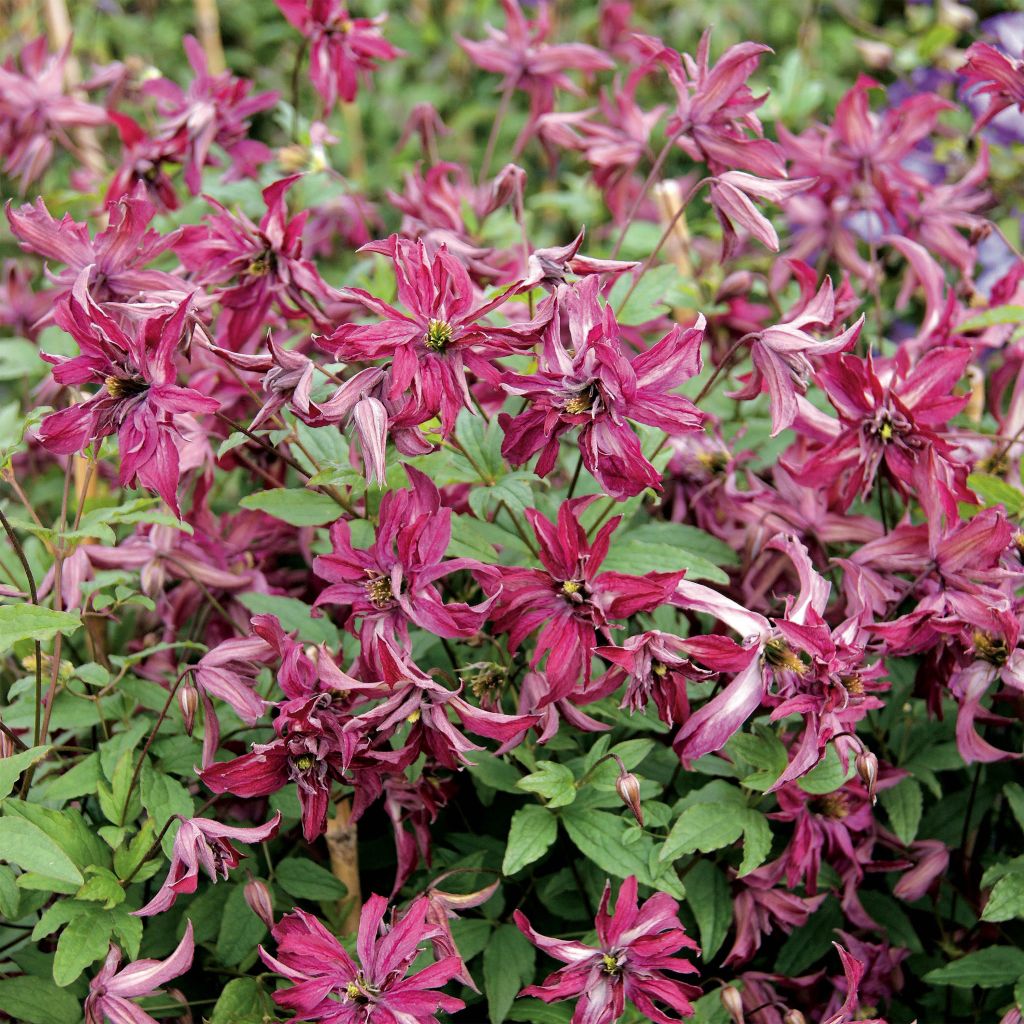 Clematis viticella Rosalyn