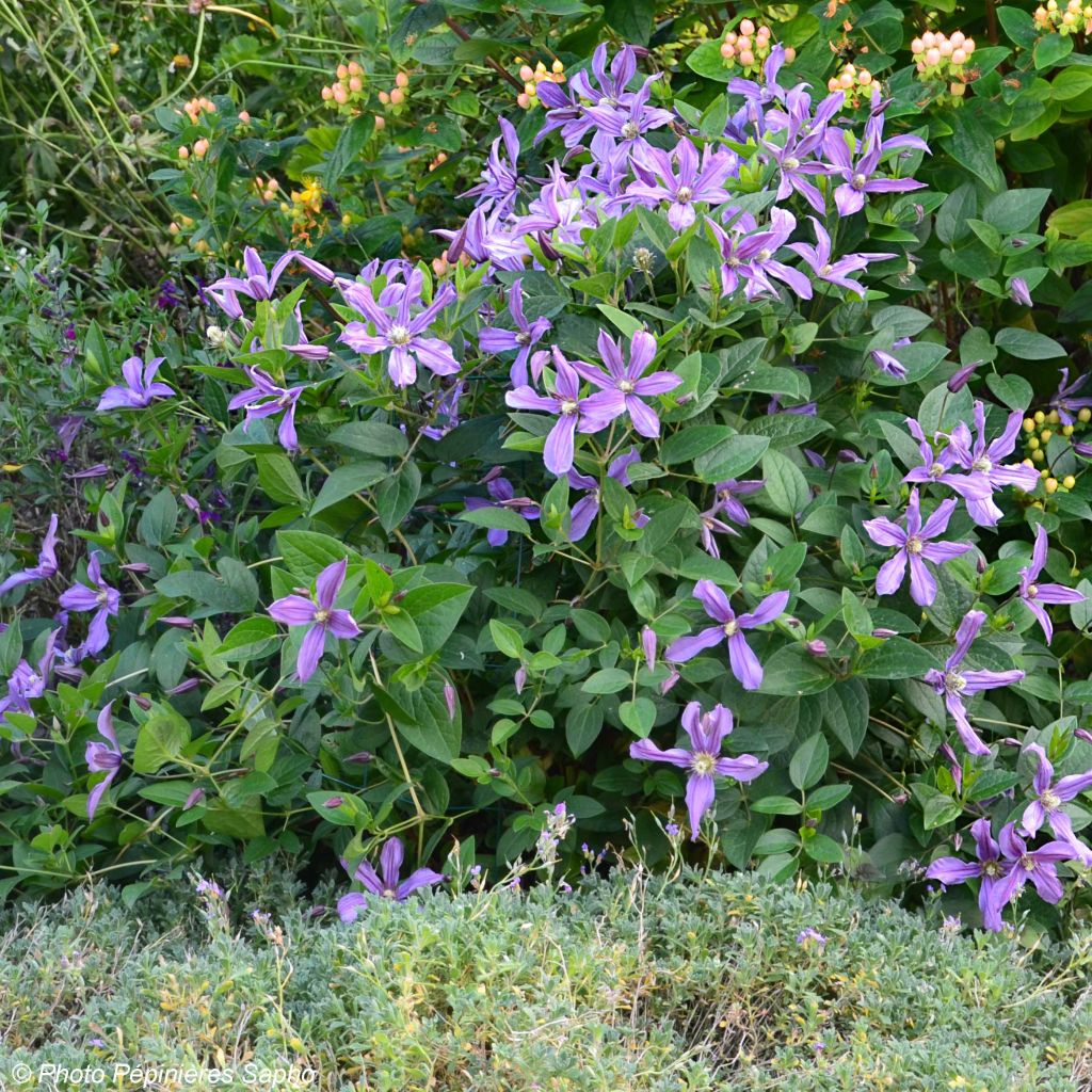 Clématite Saphyra Estrella - Clématite à grandes fleurs.