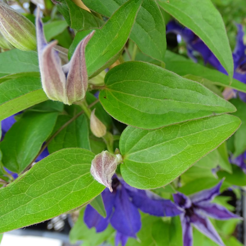 Clematis Viva la Vida