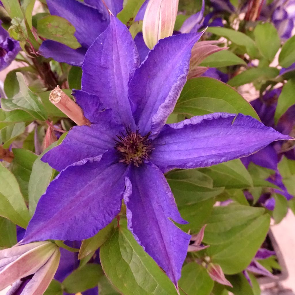 Clematis Viva la Vida