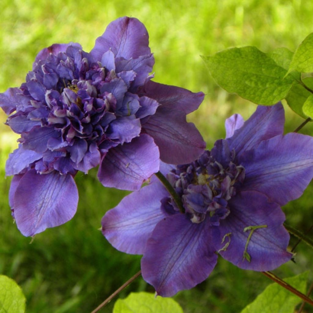 Clematis Vyvyan Pennell