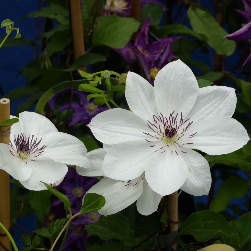 Clematite White Pearl - Clématite à grandes fleurs