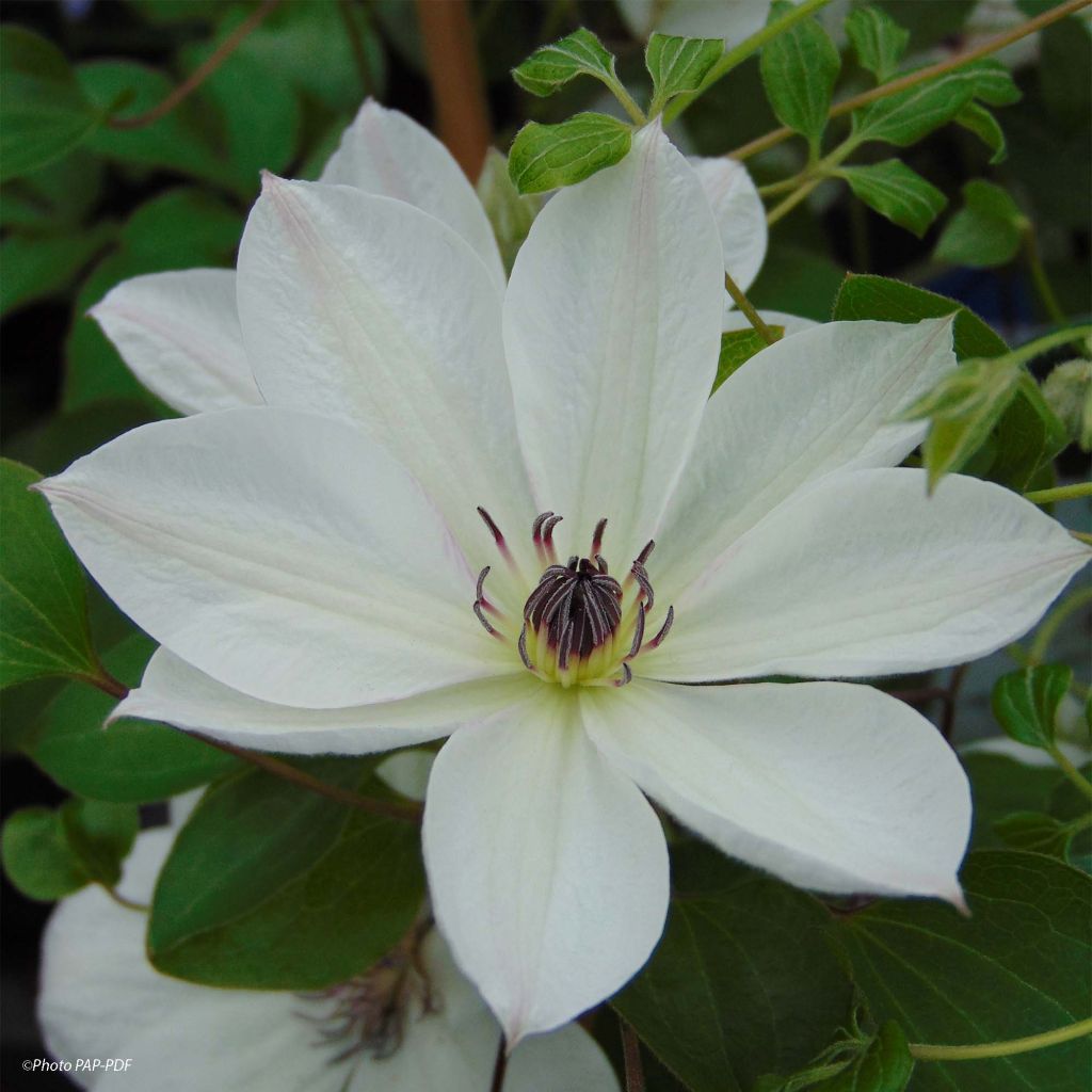 Clematite White Pearl - Clématite à grandes fleurs