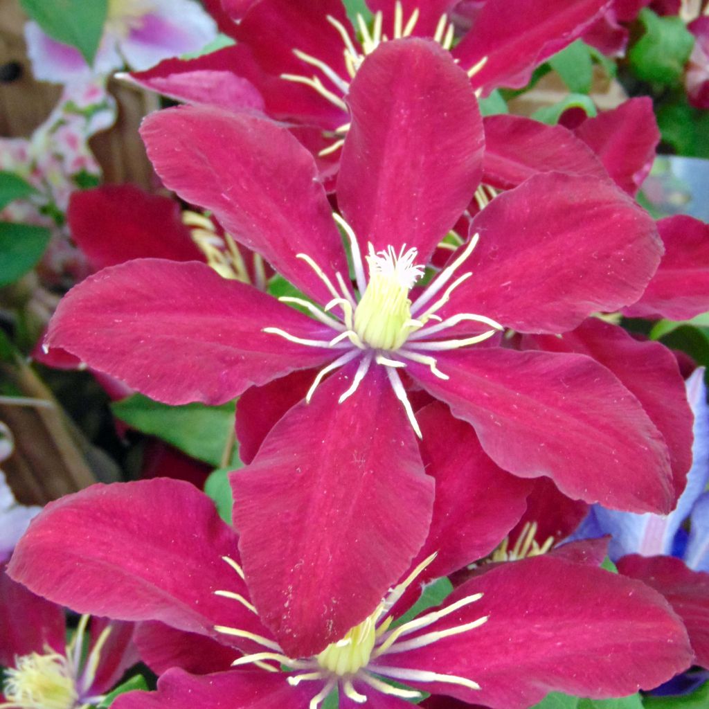 Clematis Niobe