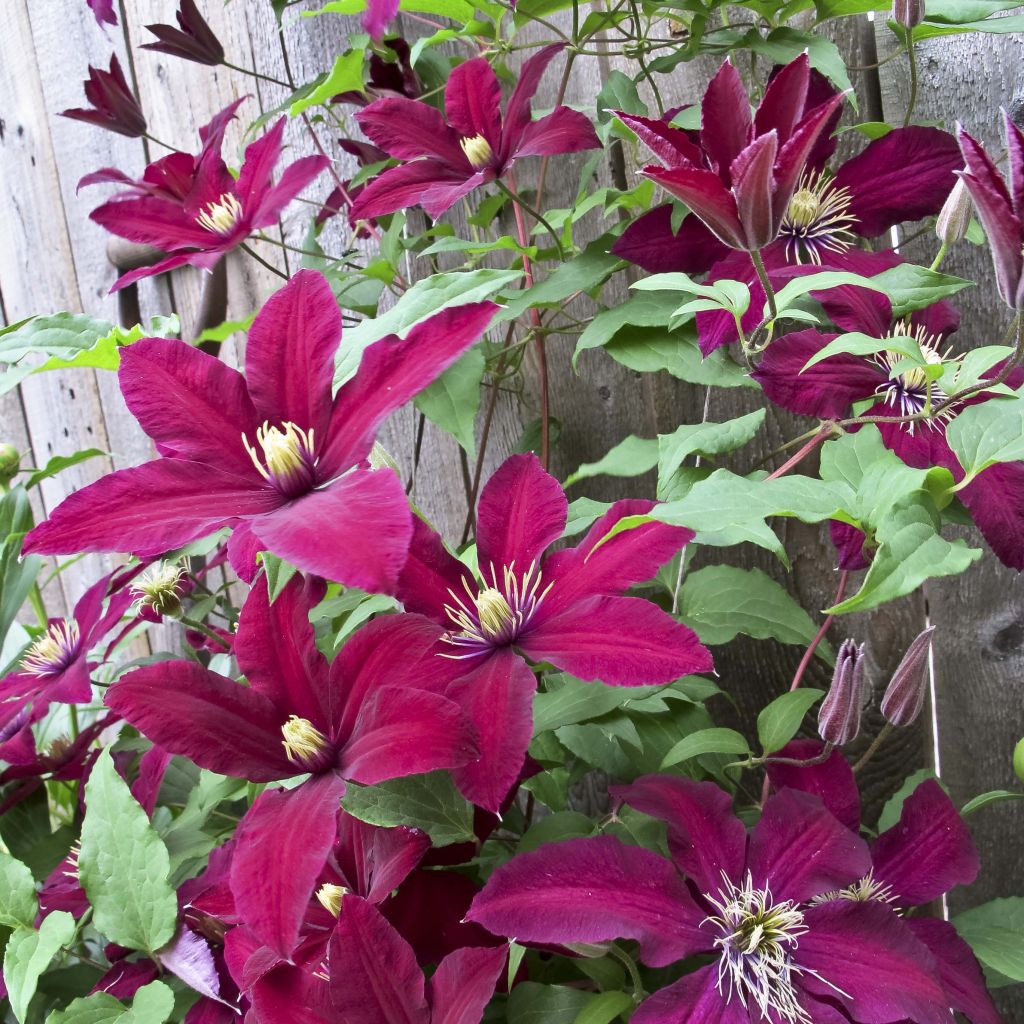 Clematis Niobe