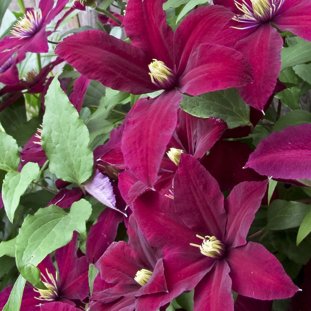 Clematis Niobe