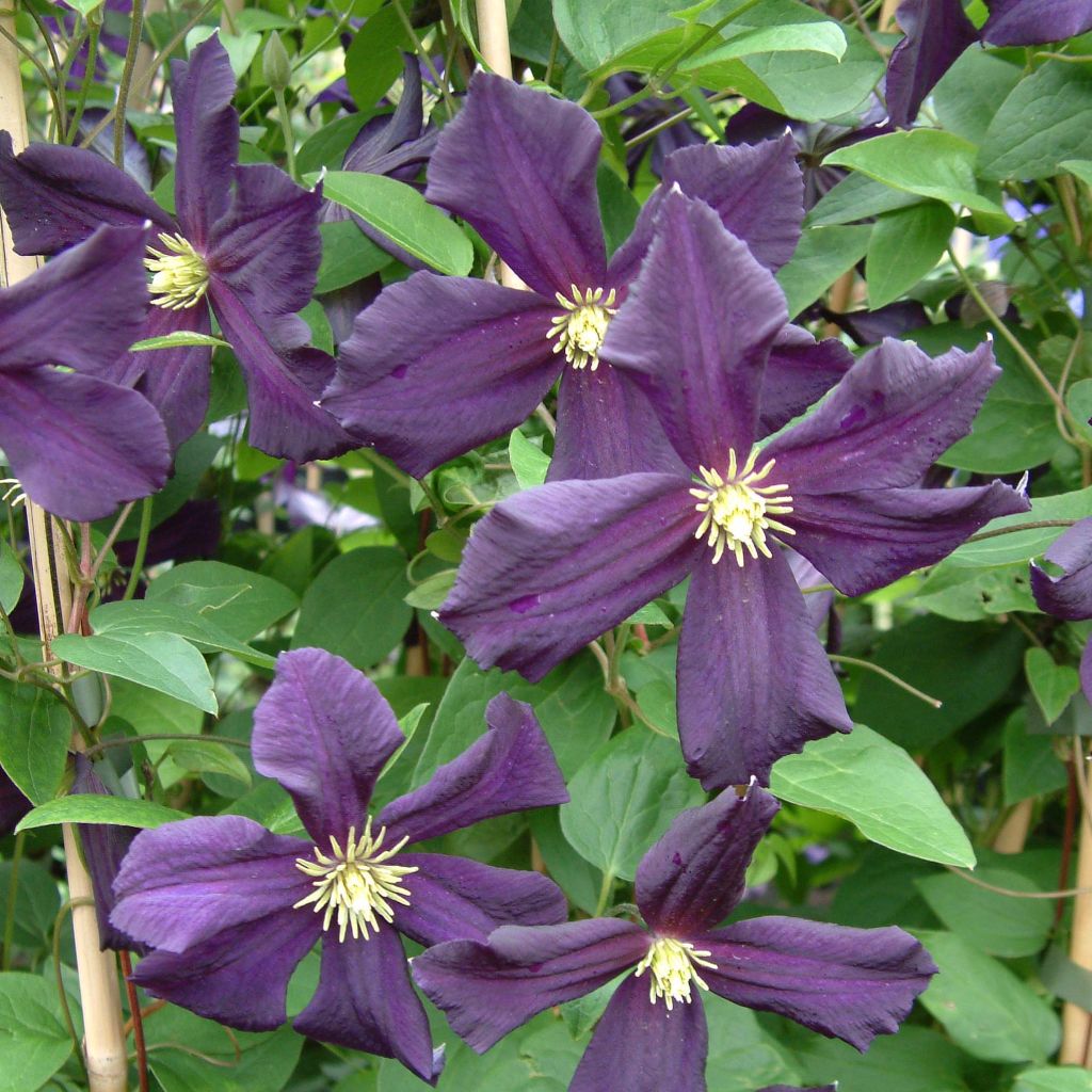 Clématite à grandes fleurs Romantika