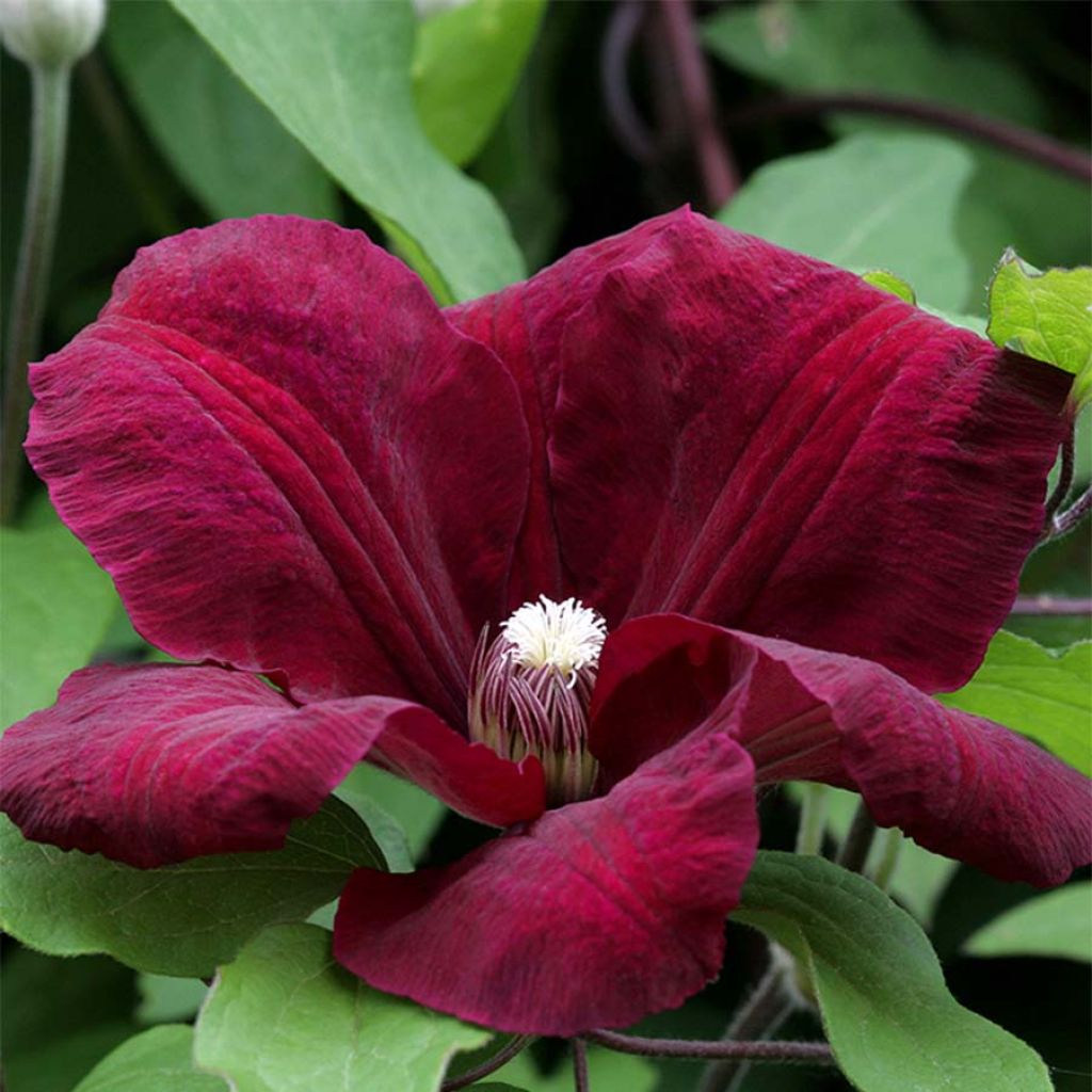 Clematis Rouge Cardinal