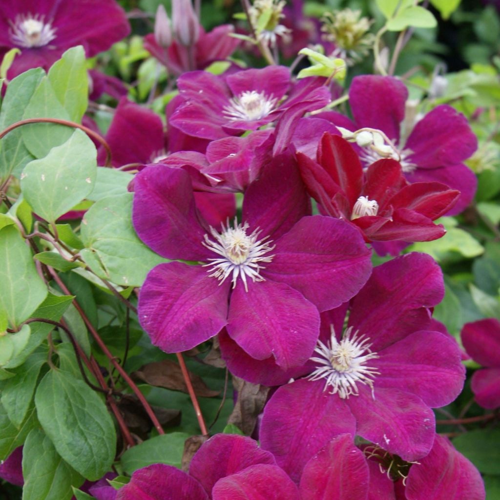 Clematis Rouge Cardinal