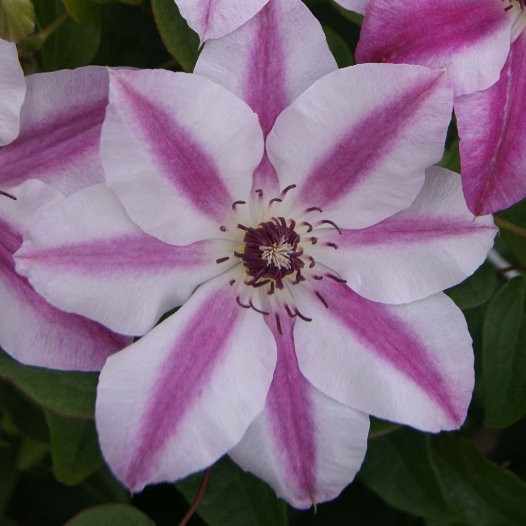 Clematis Souvenir du Capitaine Thuilleaux