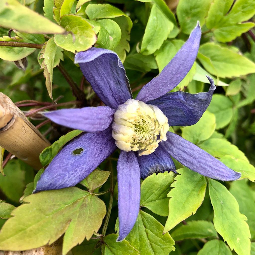 Clématite alpina Blue Dancer