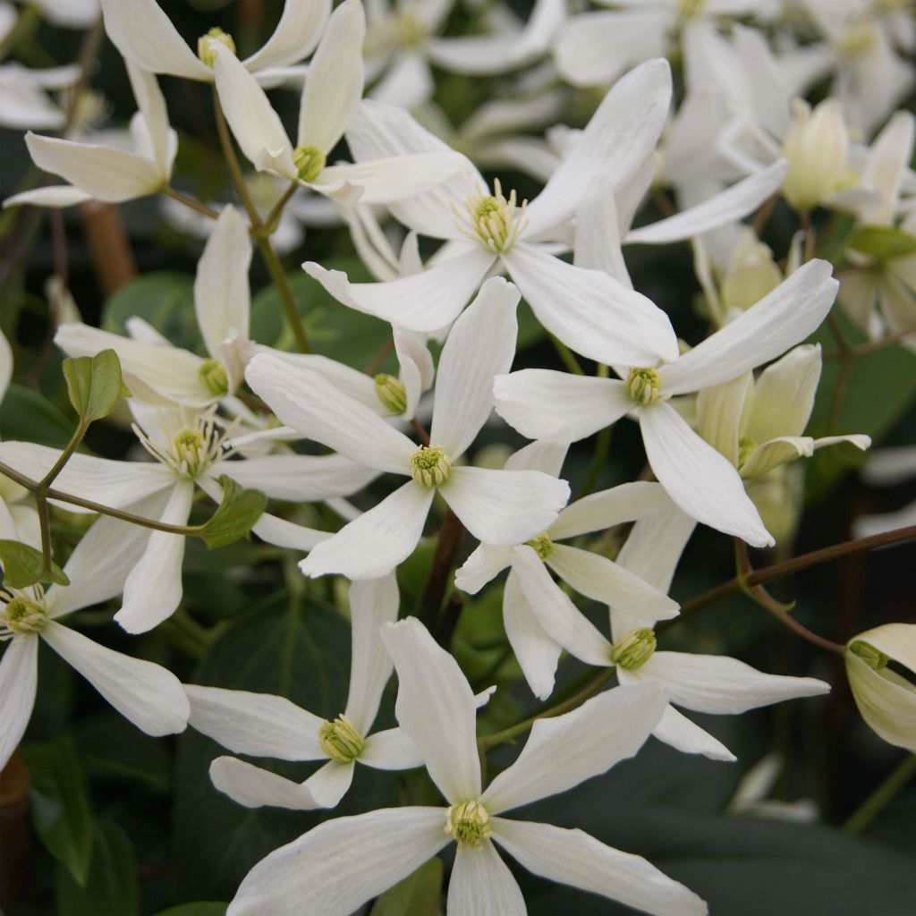 Clématite armandii Snowdrift