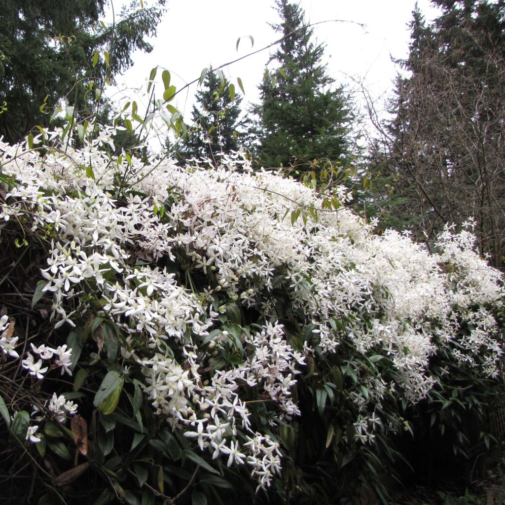 Clématite armandii Snowdrift